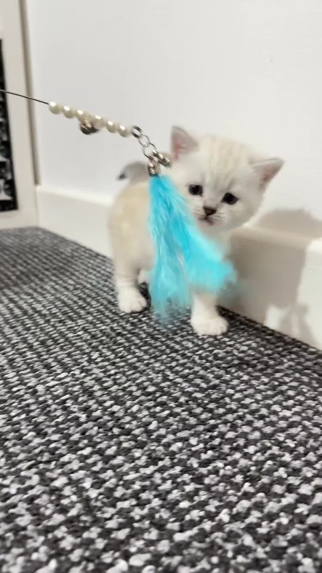 British Shorthair cats for sale: BSH Kittens - GCCF Registration Included - Video 5