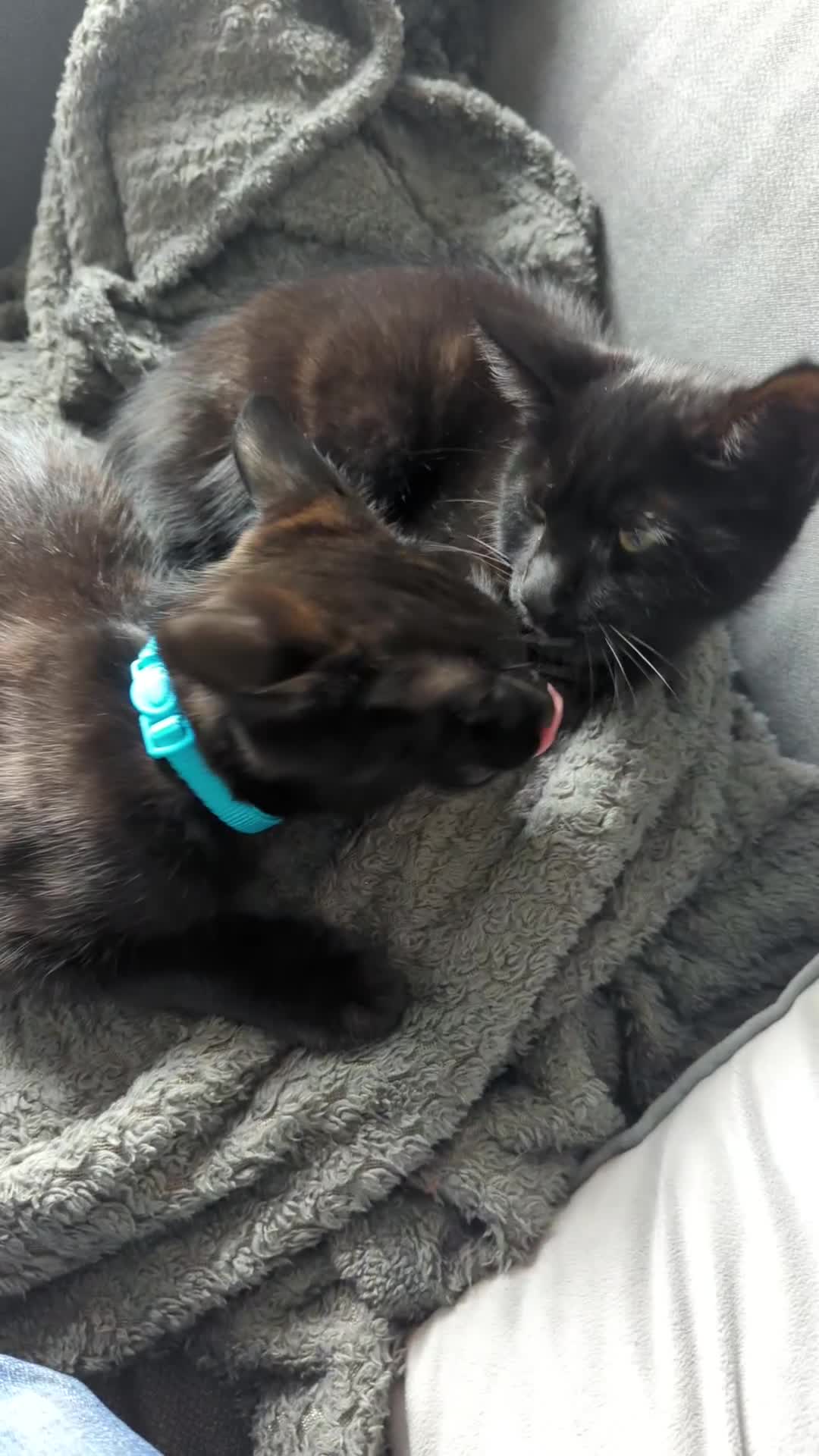 Domestic Shorthair cats for sale: 2 kittens to be sold together  - Video 5