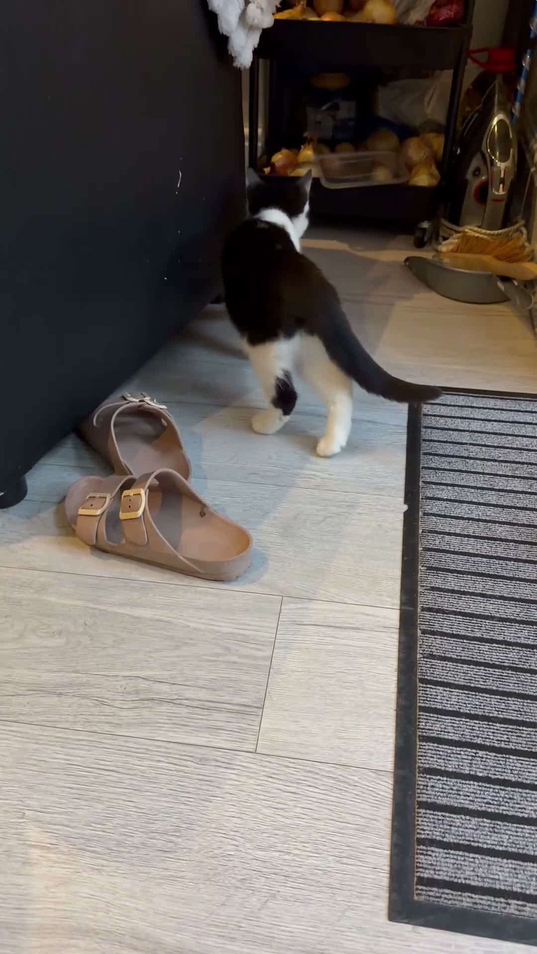 Mixed Breed cats for sale: 6 month old kittens for adoption  - Video 3