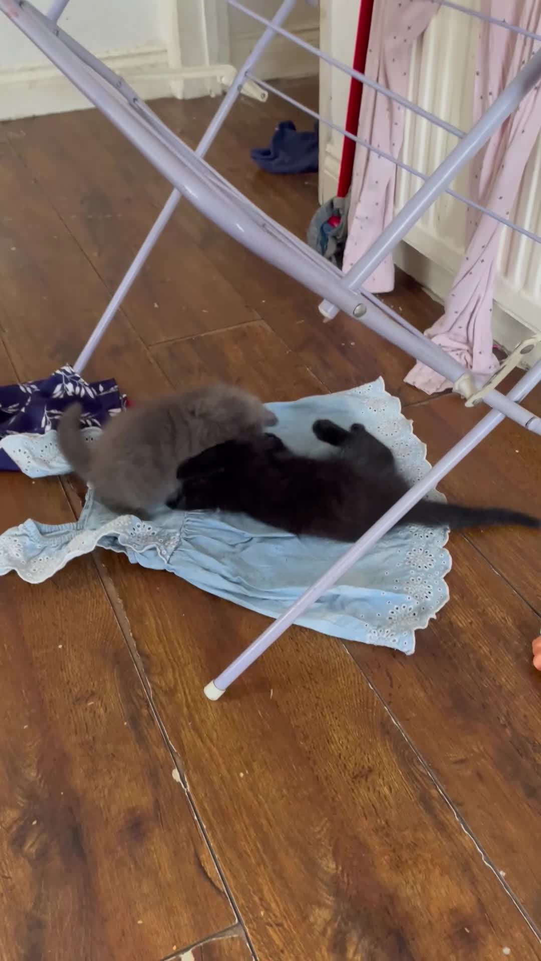 Mixed Breed cats for sale: Female grey kitten  - Video 1