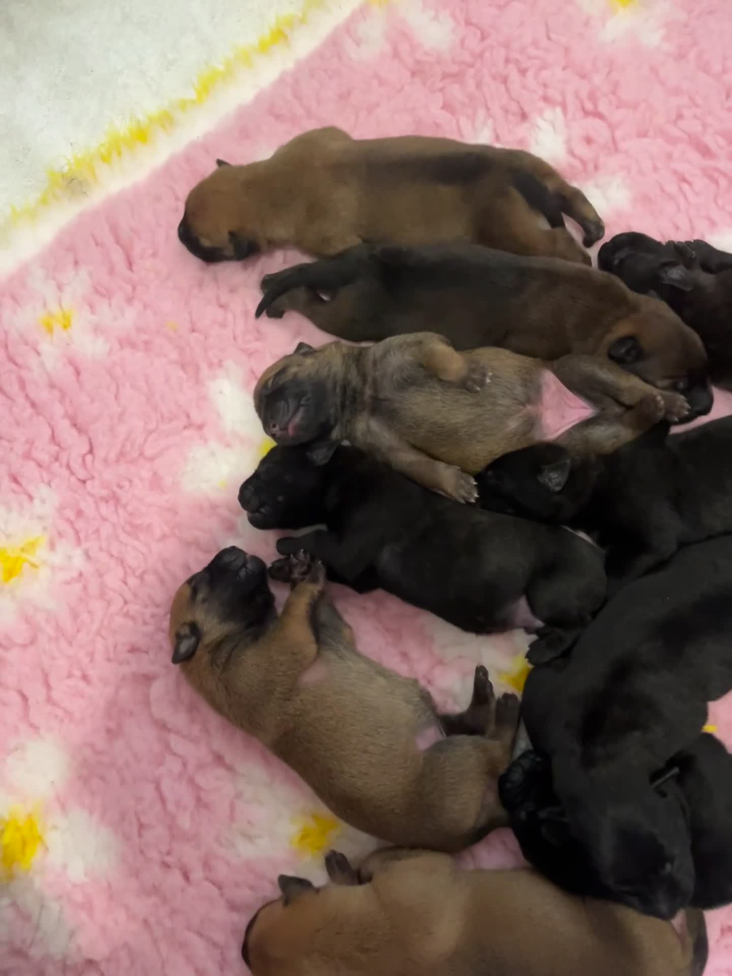 Mixed Breed dogs for sale: Dutch herder puppies - Video 1