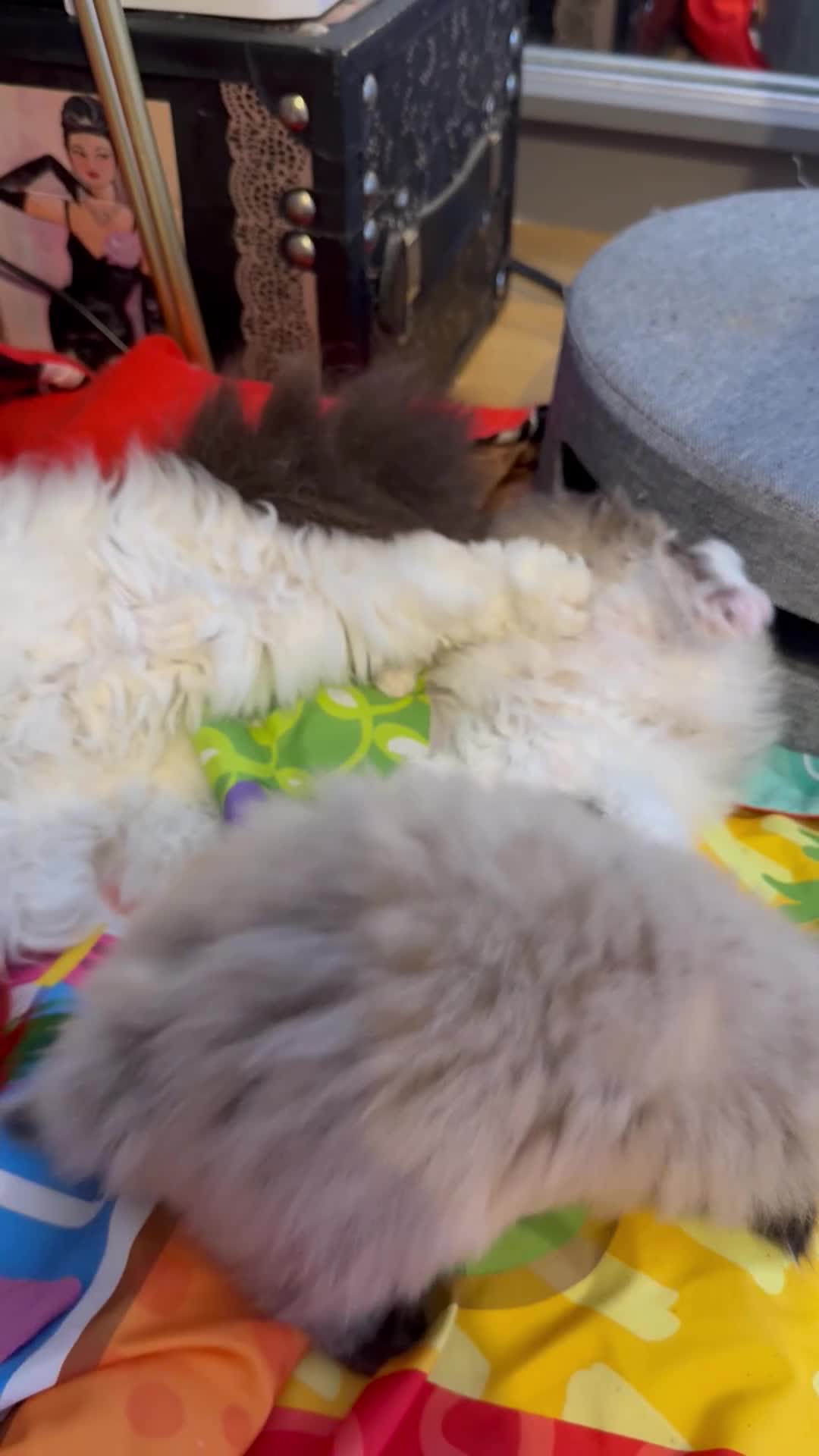 Selkirk Rex cats for sale: Adorable Selkirk Rex Kittens-Reserve Yours Now!  - Video 1
