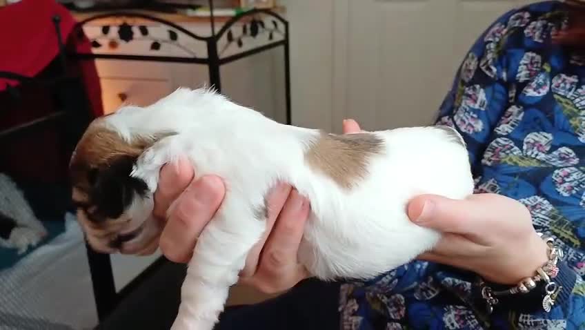 Havanese dogs for sale: Stunning KC registered Havanese puppies - Video 5