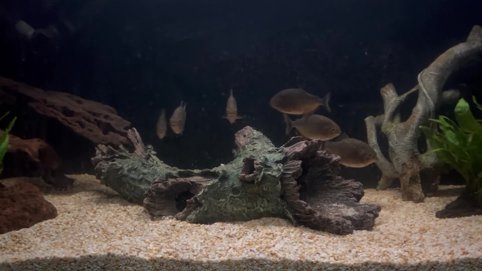 Piranhas fish for sale: 8 red belly piranhas  in Borehamwood - Video 1