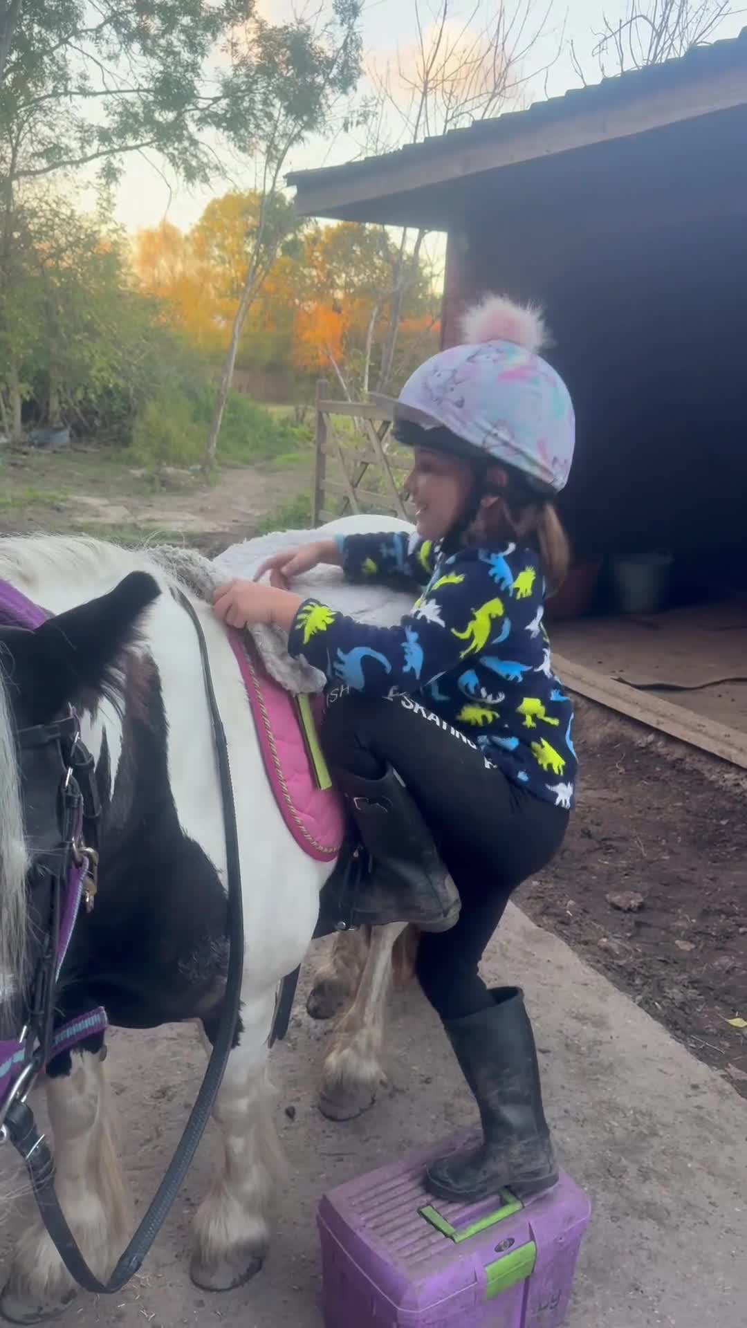 Irish Cob horses for sale: 12hh piebold pony for sale - Video 1