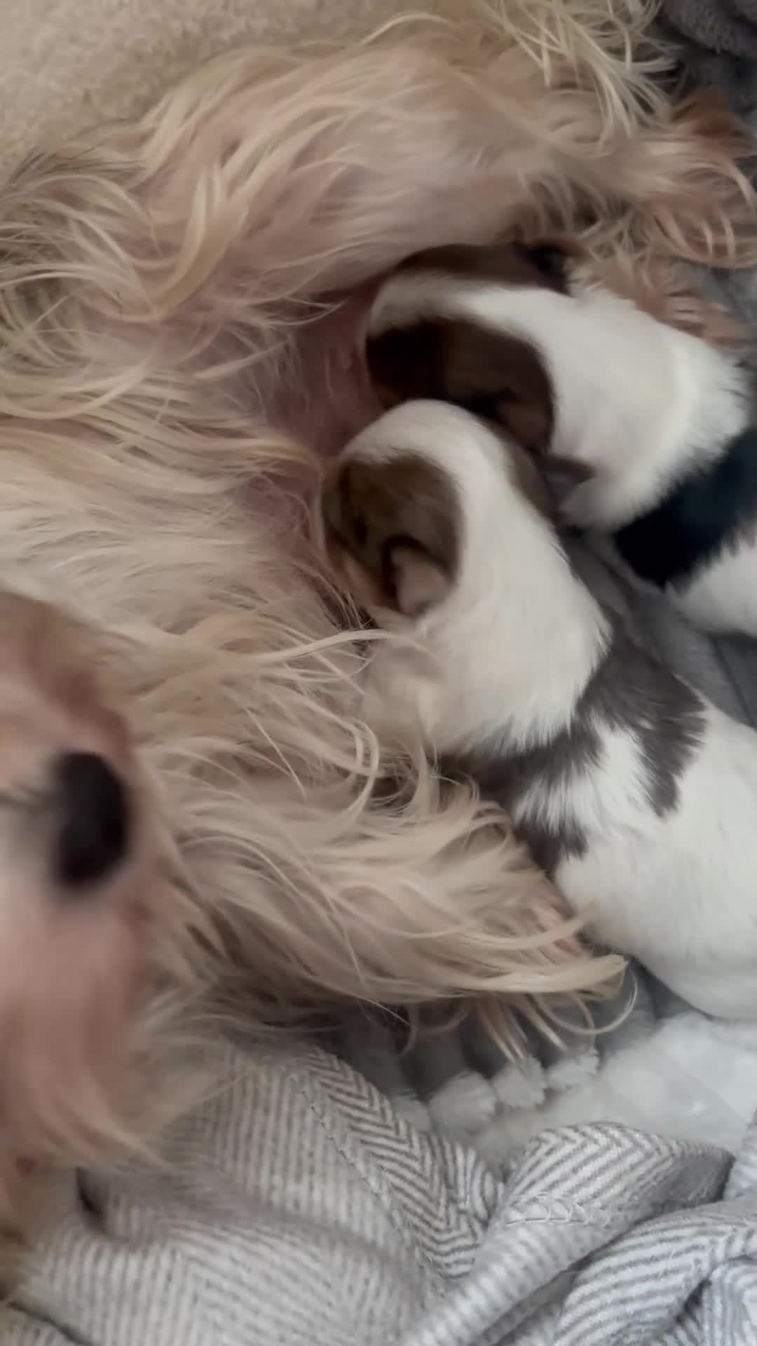 Yorkshire Terrier dogs for sale: ❤️Beautiful blue eyed Yorkshire terrier puppies❤️ - Video 1