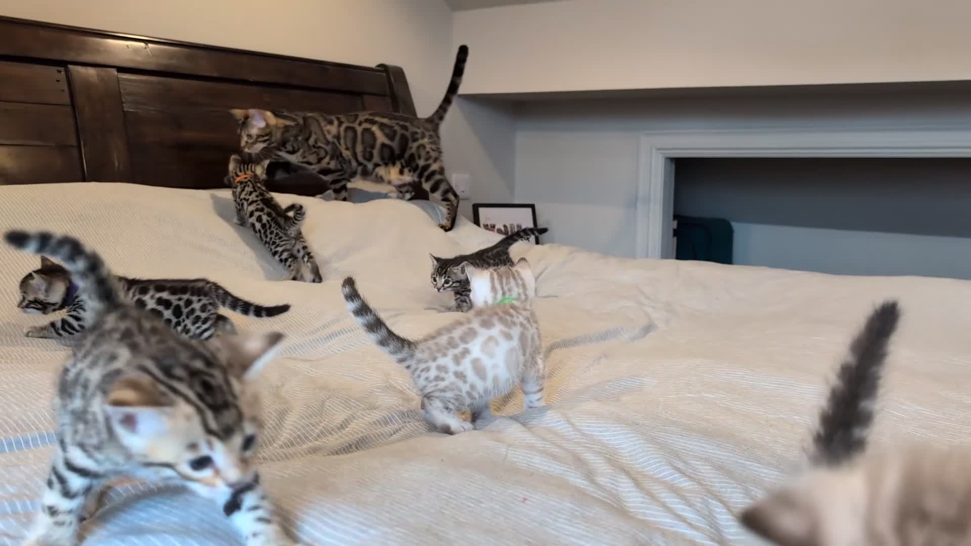 Bengal cats for sale: 🖤🤎 Gorgeous Bengal Kittens 🤎🖤 - Video 1