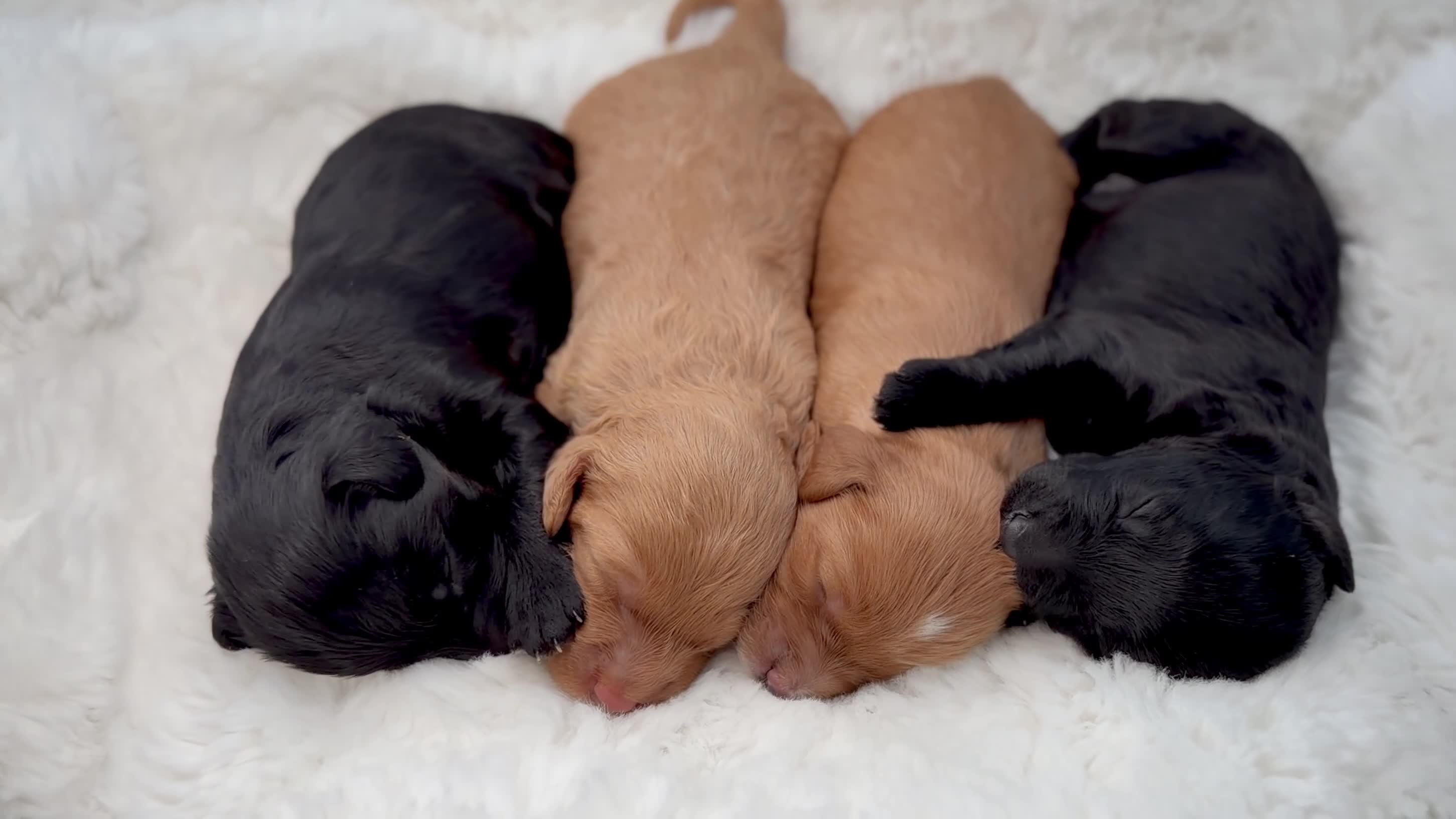 Cockapoo dogs for sale: Gorgeous F2 Cockapoo Puppies  - Video 1
