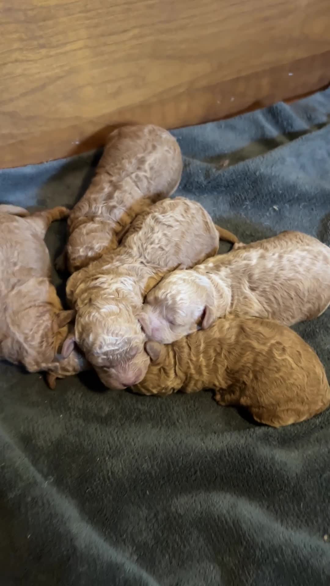 Poochon dogs for sale: Poochon Puppies —4 boys 1 girl— OXON Cotswolds - Video 1