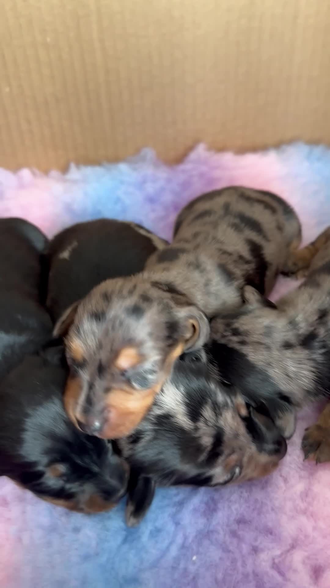Miniature Dachshund dogs for sale: Miniature Dachshund Puppies – Ready From 4th July - Video 1
