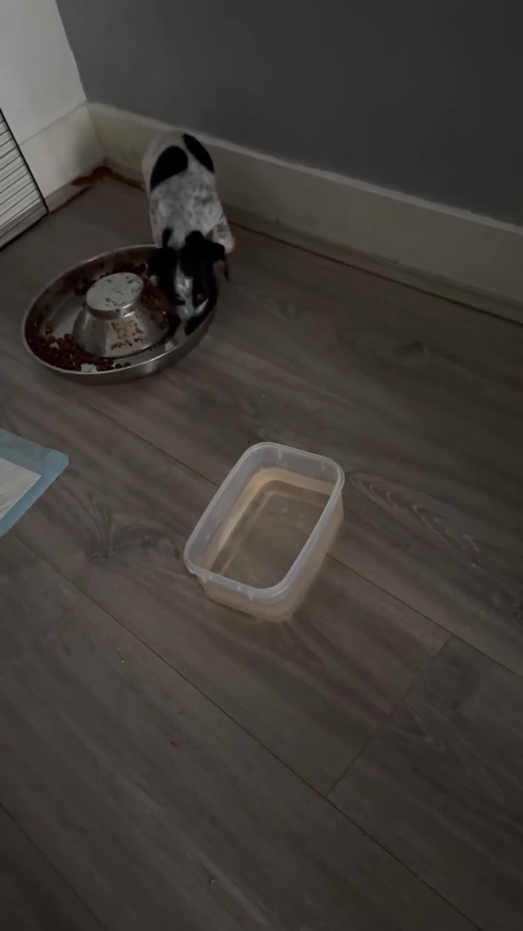 Mixed Breed dogs for sale: Doxipoo - Video 3