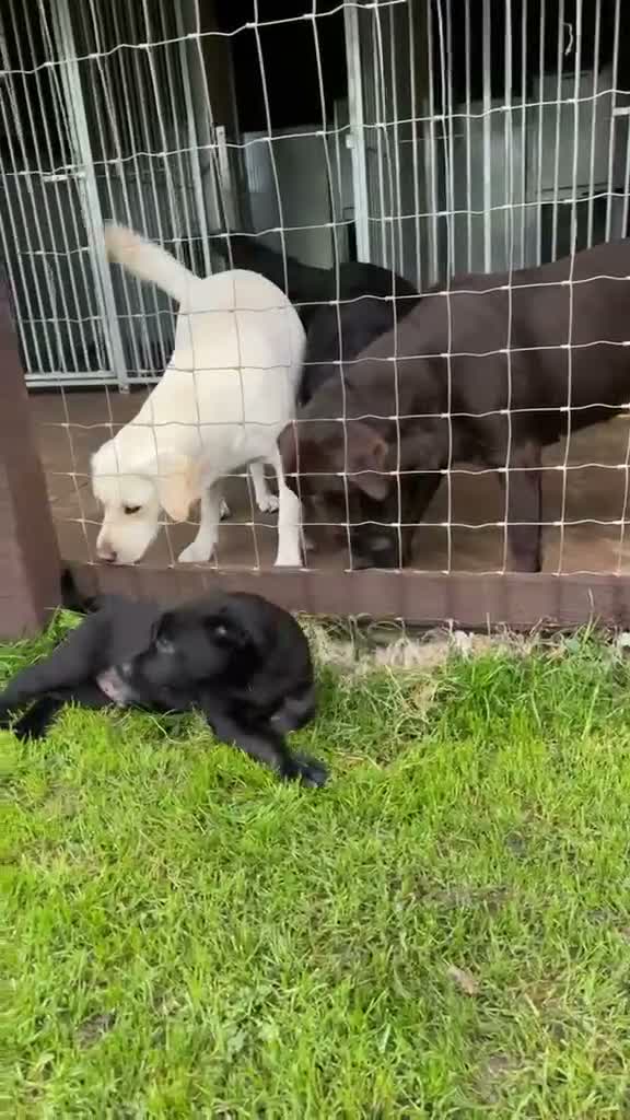 Labrador Retriever dogs for sale: Labrador puppies from a 5 Star License Breeder  - Video 2