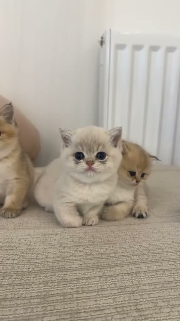 British Shorthair cats for sale: Rare Blue Golden British Shorthair Boy 💙 TICA Reg - Video 1