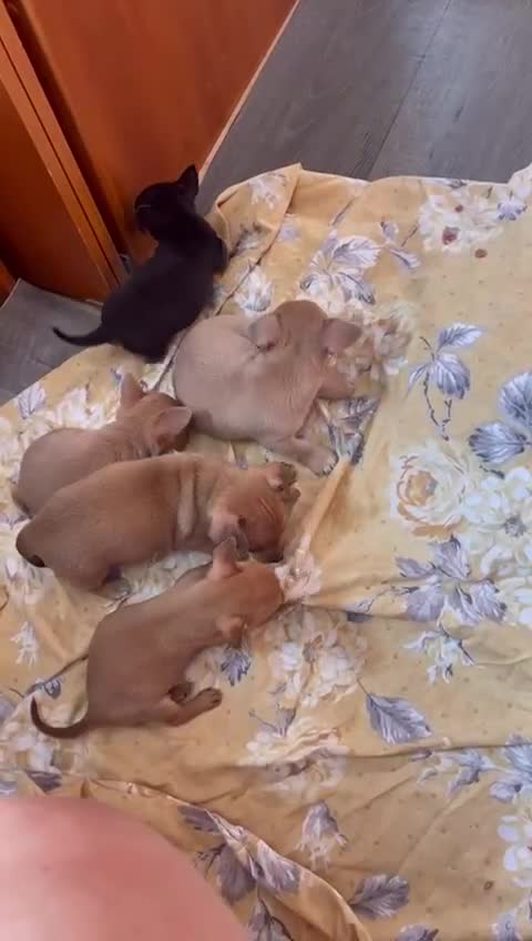 Chihuahua dogs for sale: Adorable Chihuahuas £650-£700 “Boys & Girls’ - Video 3