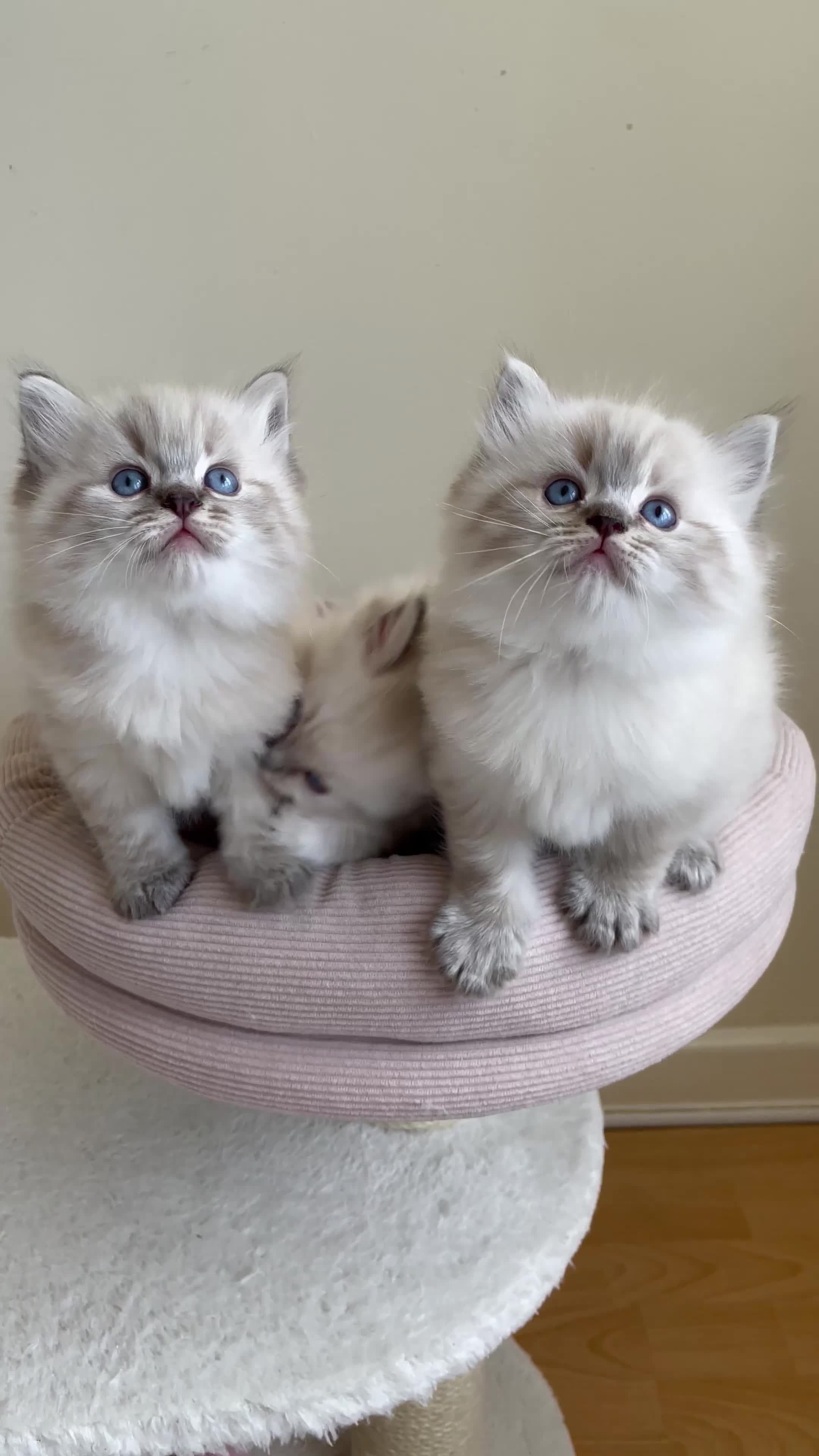 Ragdoll cats for sale: Fluffy Ragdoll kittens, 3 beautiful boys   - Video 1