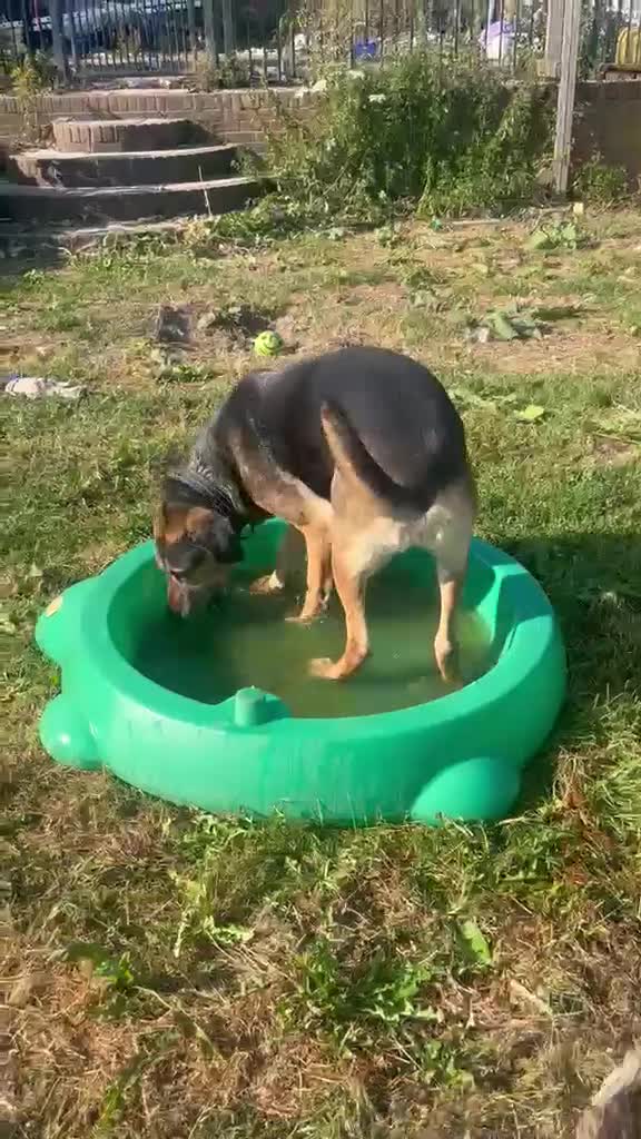 Mixed Breed dogs for adoption: Apollo needs his forever home in Amersham - Video 4