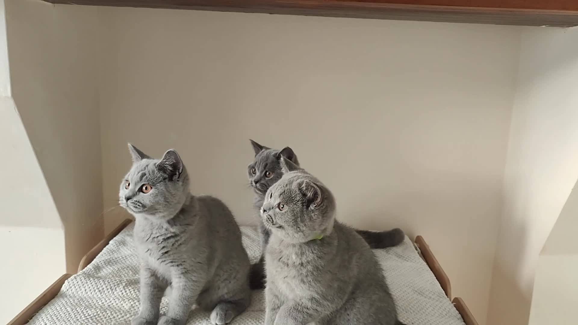British Shorthair cats for sale: Amazing British shorthair blue kittens in Ware - Video 1