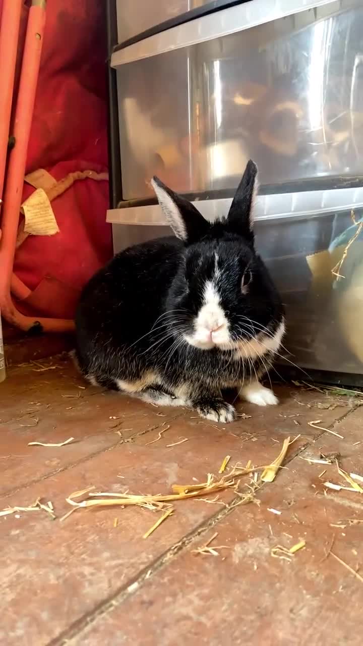 Mixed Breed rabbits for sale: Very tame baby rabbits  - Video 2