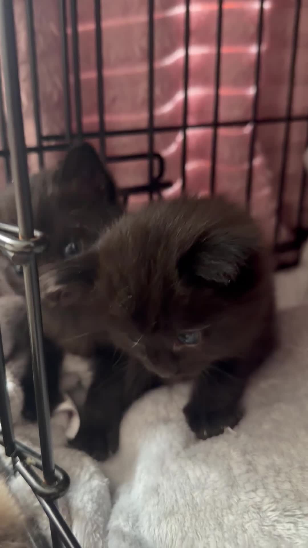 Mixed Breed cats for sale: Kittens for sale  - Video 3