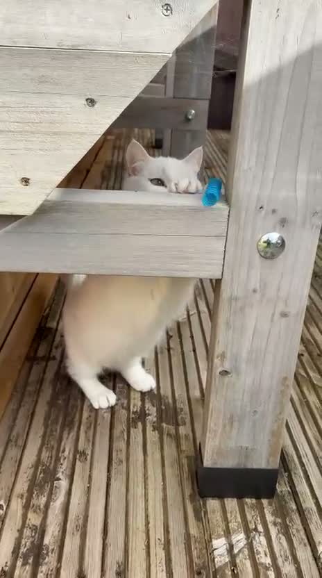 Munchkin cats for sale: 😻❤️ Marshmallow “Baby” ❤️🥰 - Video 4