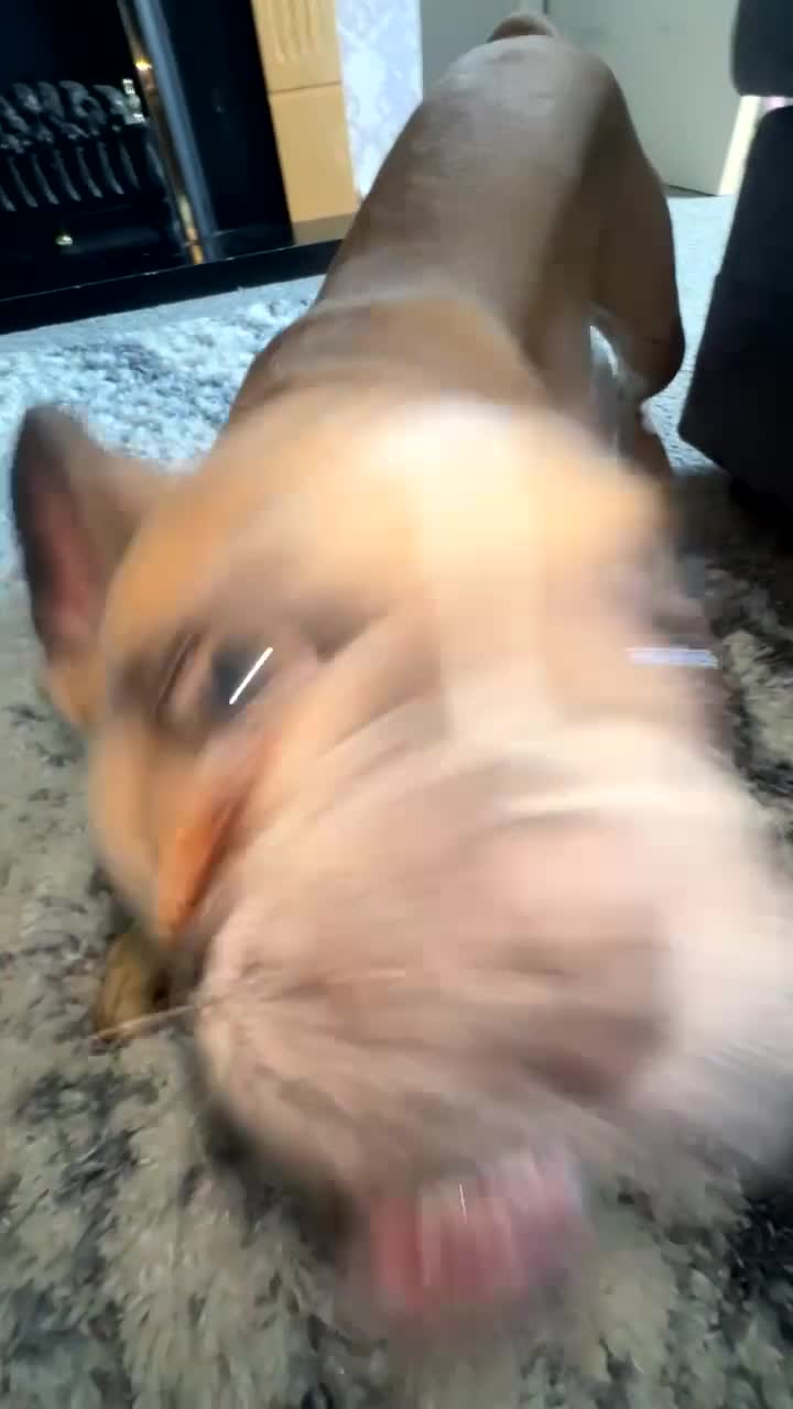 French Bulldog dogs for sale: LOKI 7 months old - Video 1