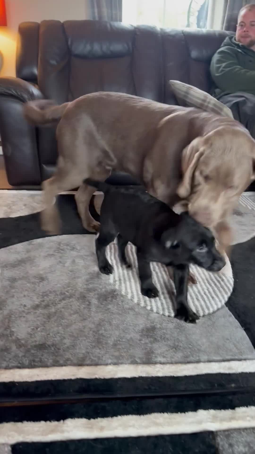 Labrador Retriever dogs for sale: Black Labrador Retriever Puppies - Video 1