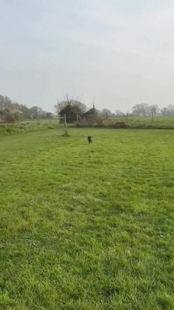 Mixed Breed dogs for adoption:  Flora ♥️  in Bognor Regis - Video 3