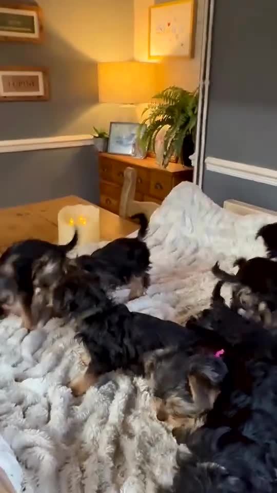 Mixed Breed dogs for sale: Chorkie pups  ❤️ in Flint - Video 3