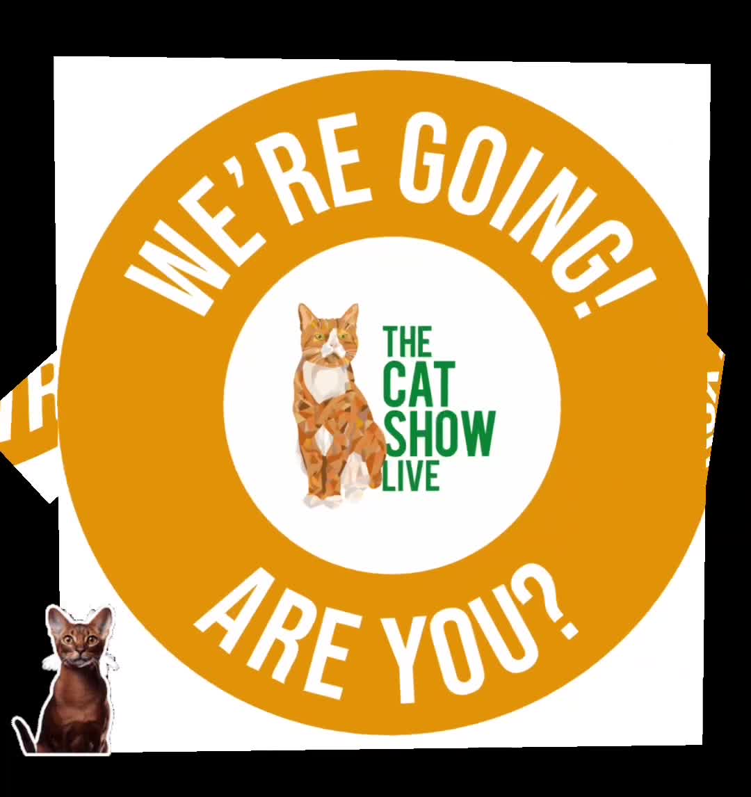Abyssinian cats for sale: Ready to go TODAY! Delivery ✅ Neutered ✅ - Video 4