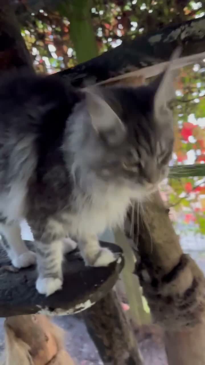 Maine Coon cats for sale: GCCF Champion Queen - Video 1
