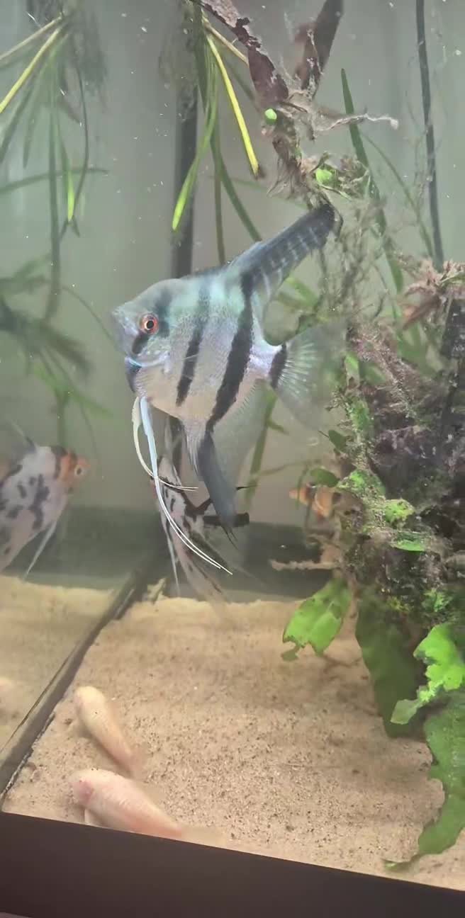Angelfish fish for sale: Tropical fish looking for new home  - Video 1