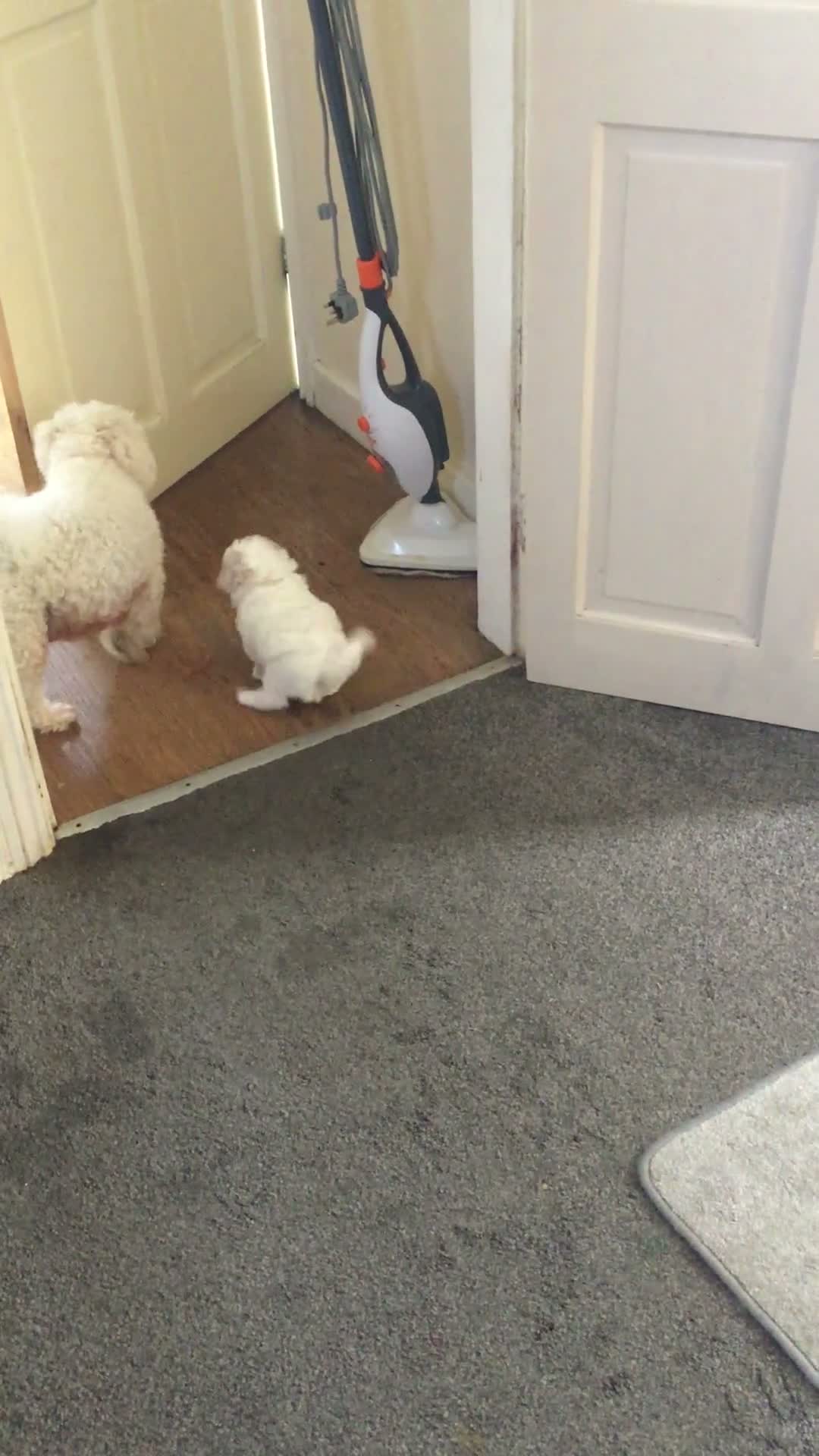 Bichon Frise dogs for sale: Two beautiful bichon frise in Sheffield - Video 2