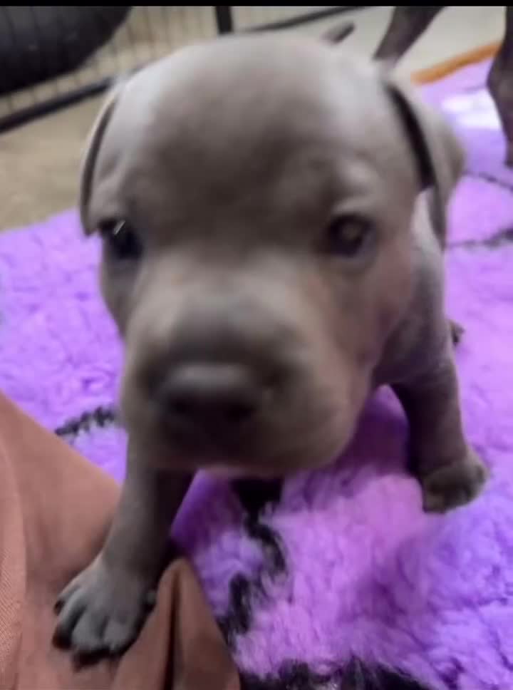 Staffordshire Bull Terrier dogs for sale: Brilliant Pure Staffordshire Bull Terrier puppies in Glasgow - Video 4
