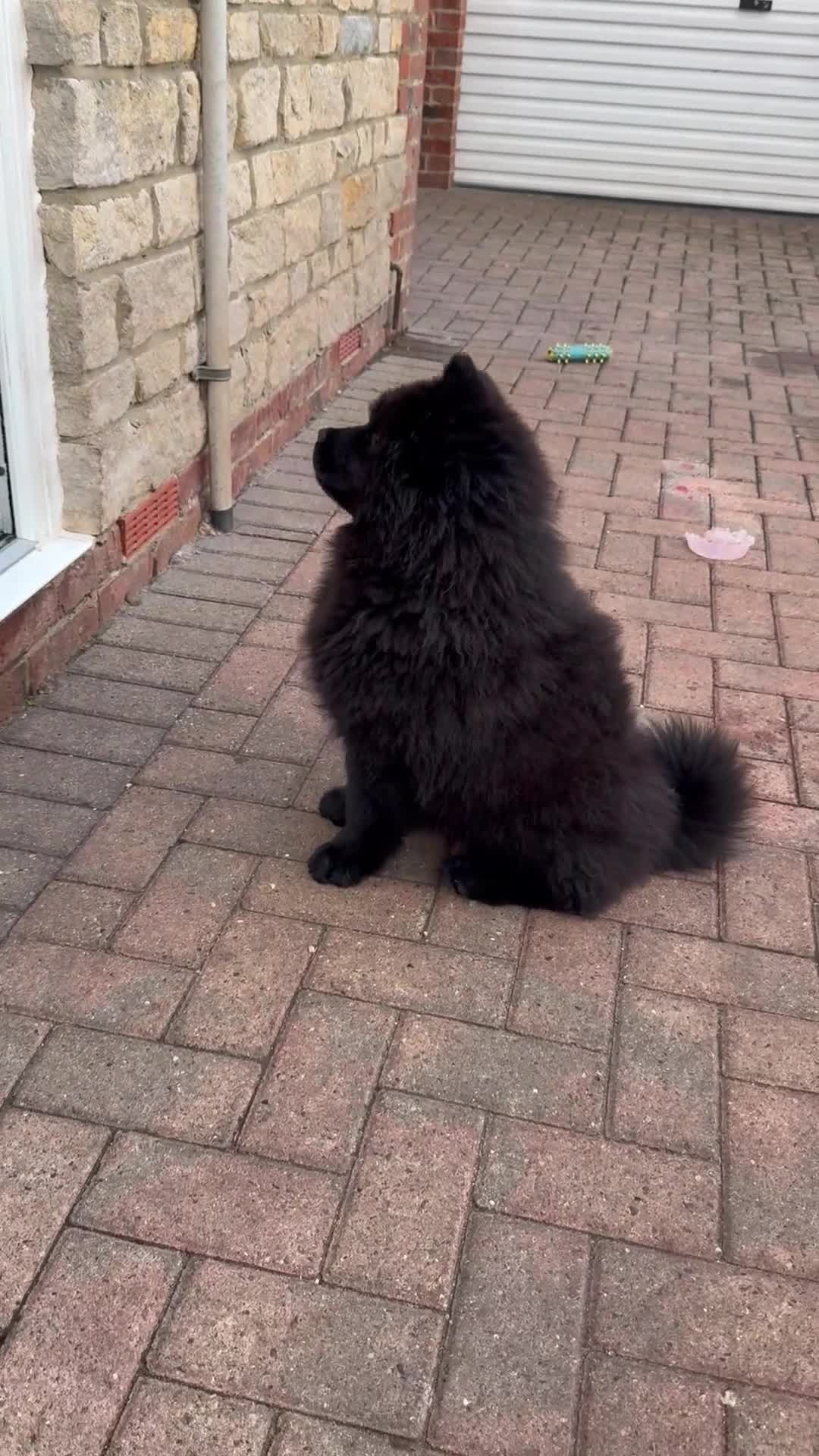 Chow Chow dogs for sale:  🐾 LAST BLACK STUNNING ready to go chow chow GiRL - Video 4