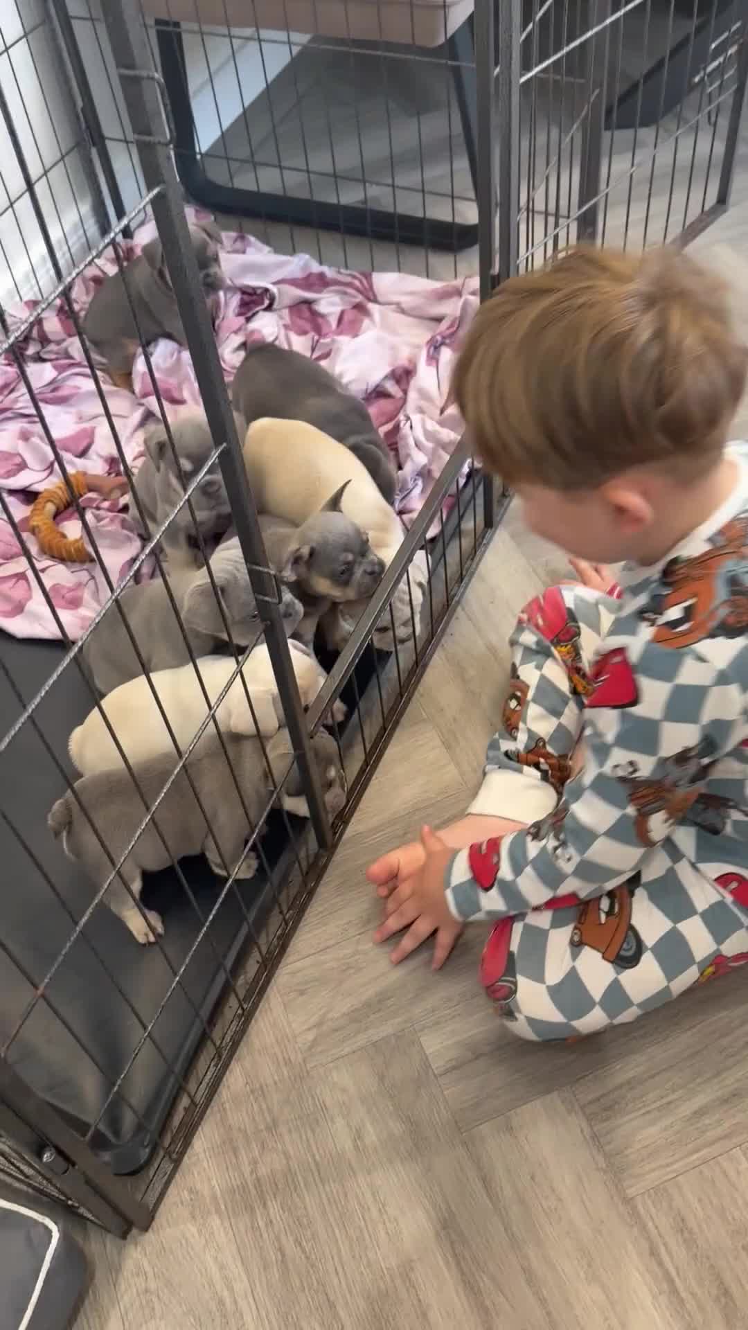 French Bulldog dogs for sale:  French bulldog puppies kc registered  - Video 1