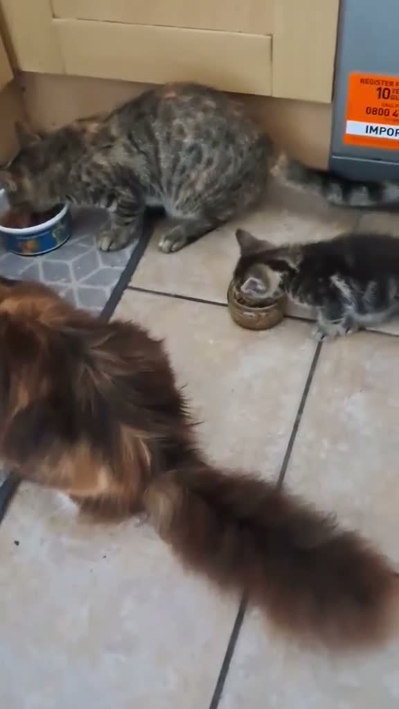 British Shorthair cats for sale: Kiwi and Guava - Video 2