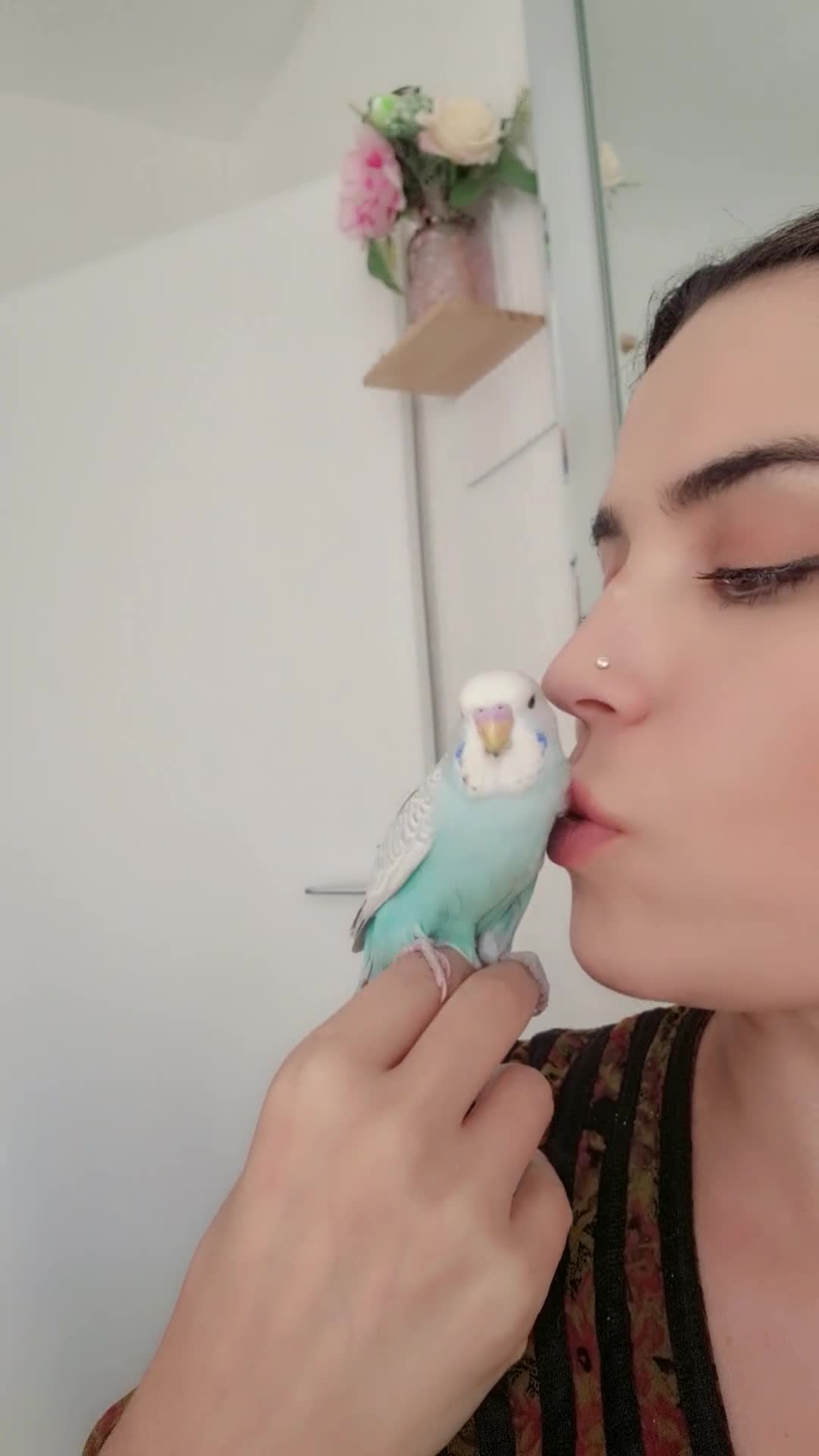 Budgerigars birds for sale: Tame baby budgies - Video 3