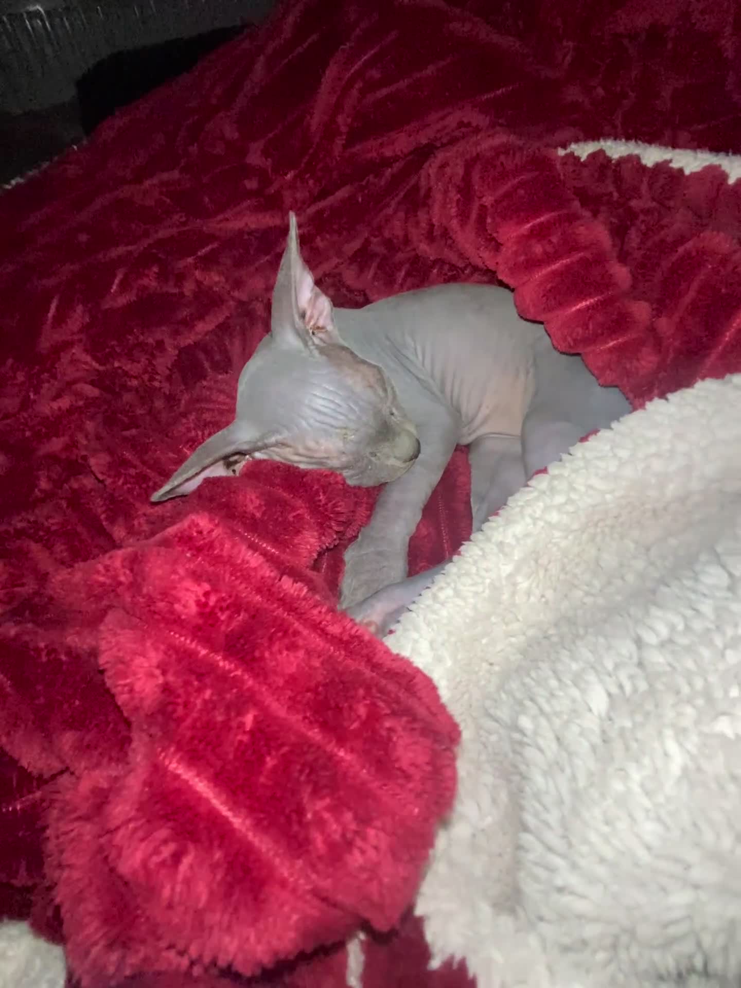 Sphynx cats for sale: Beautiful coloured kittens Spinx   - Video 1