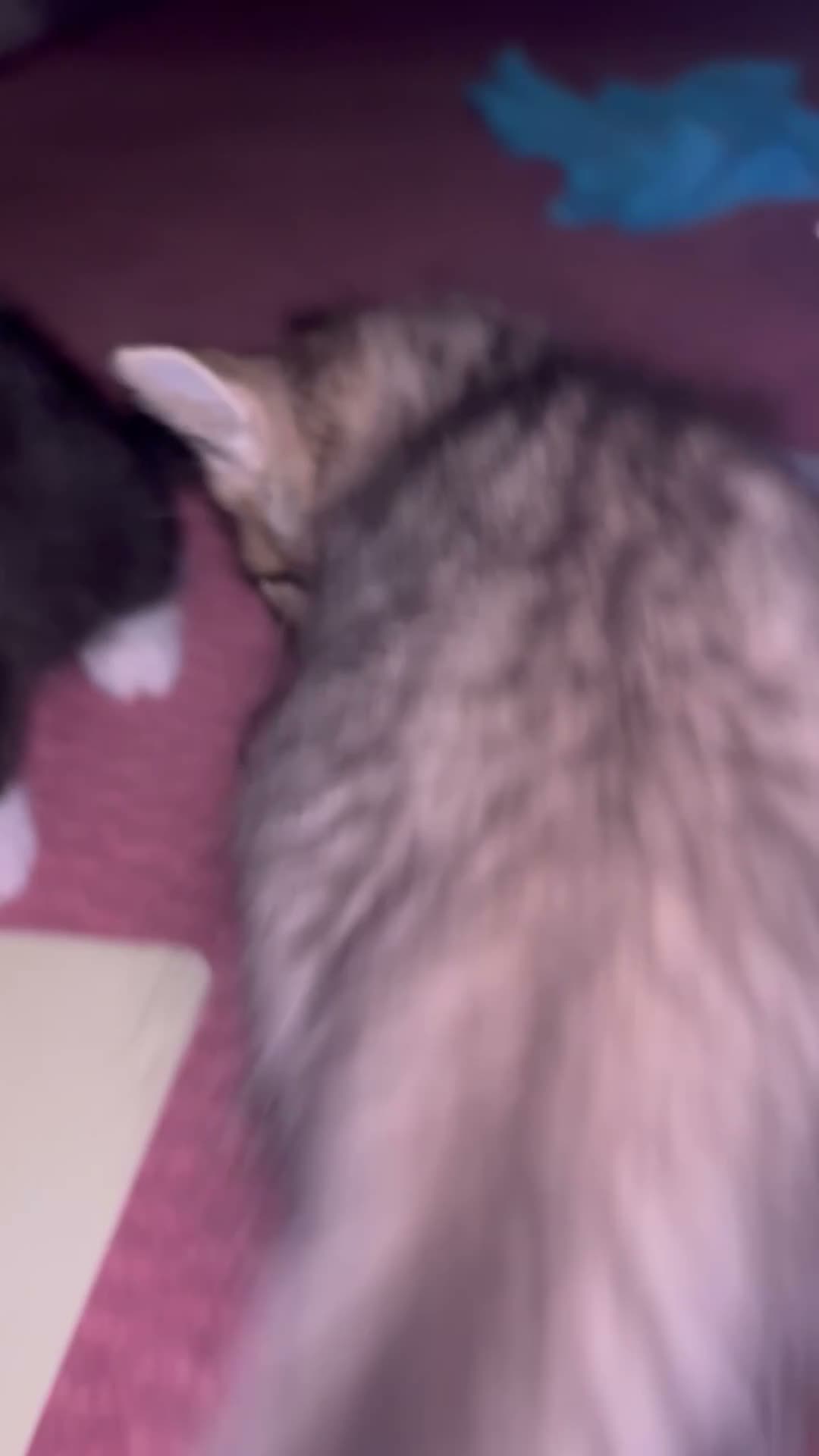 Mixed Breed cats for sale: 5 kittens available from today in Trowbridge - Video 1