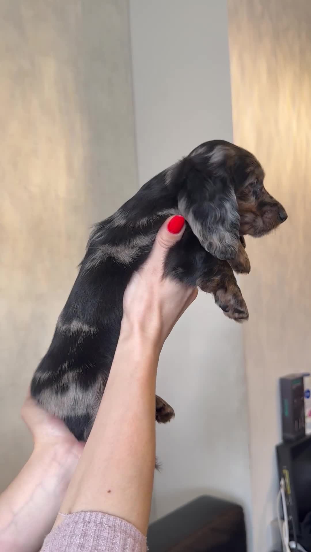 Miniature Dachshund dogs for sale: Mini long hair dachshunds  - Video 3