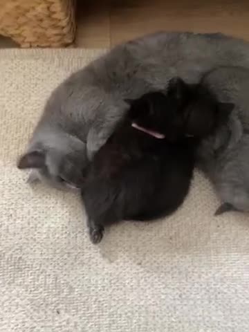 British Shorthair cats for sale: British shorthair mix with Ragdoll in Lincoln - Video 1