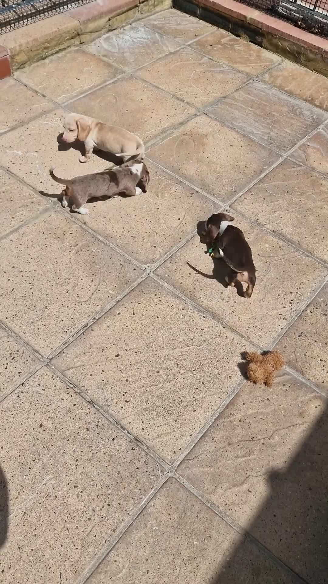 Dachshund dogs for sale: Ready Now, amazing colours - Video 3