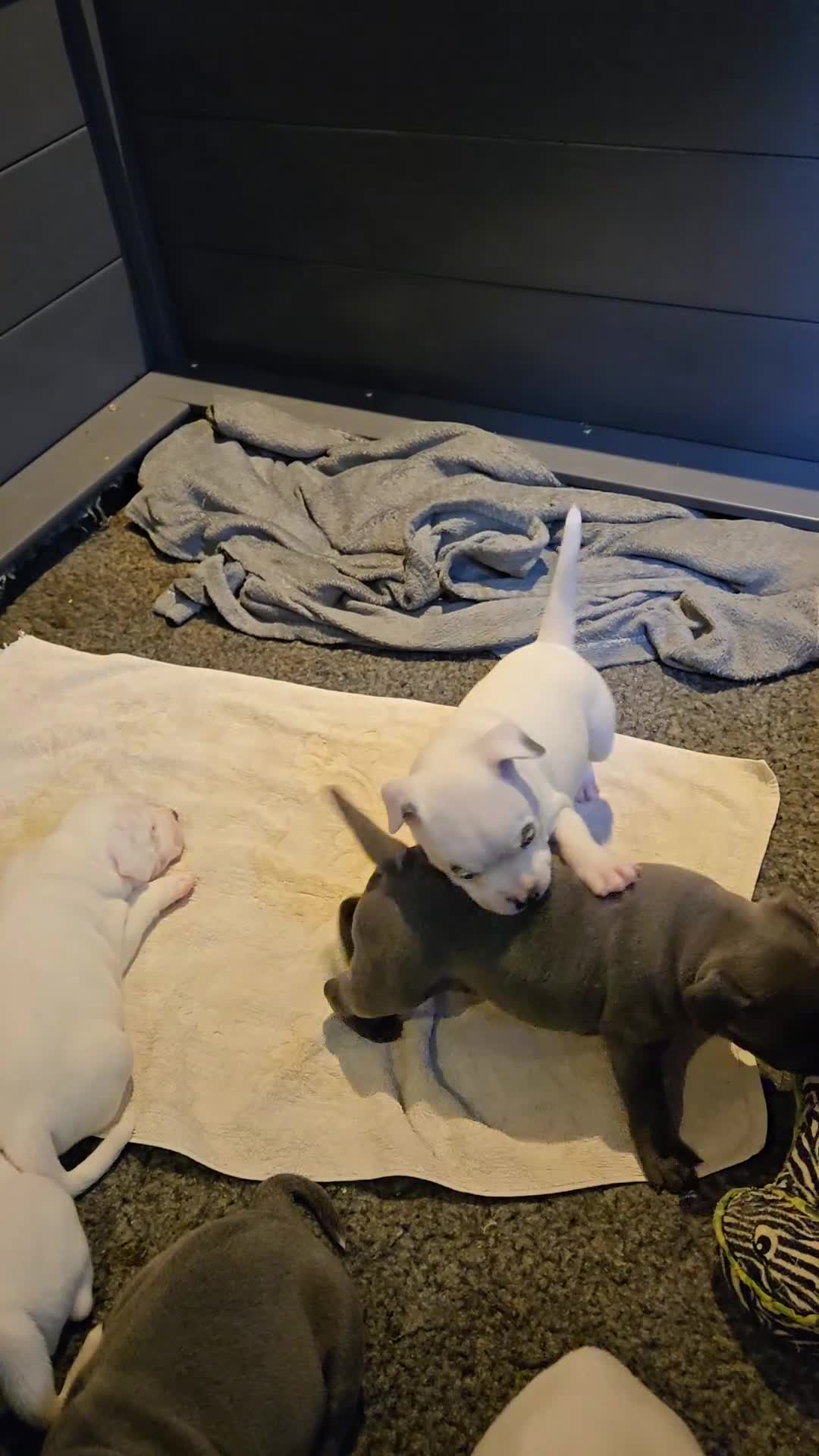 Staffordshire Bull Terrier dogs for sale: VERY RARE WHITE BLUE PIED & BLUE/WHITE SBT'S - Video 3