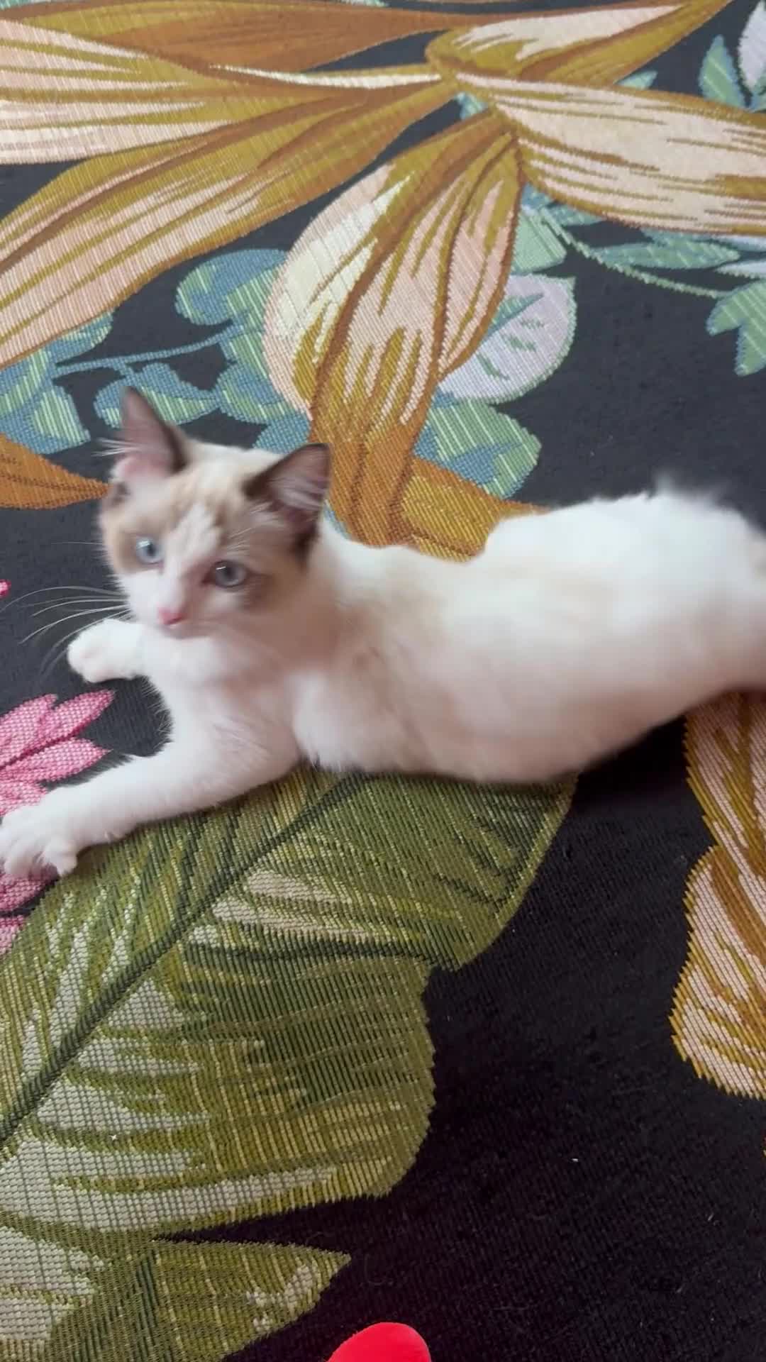 Ragdoll cats for sale: GCCF Registered Active Female - Video 1