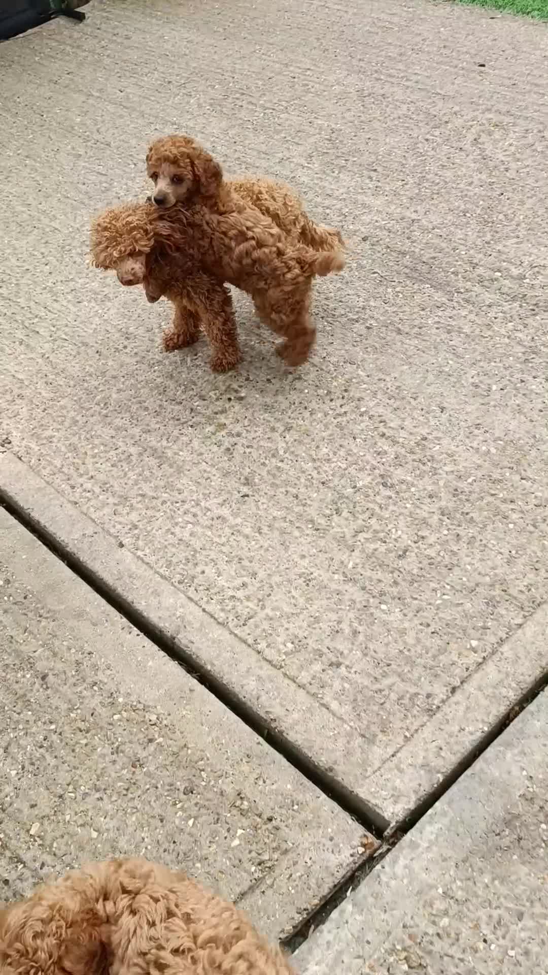 Toy Poodle dogs for sale: KC registered toy poodles for loving homes  - Video 1