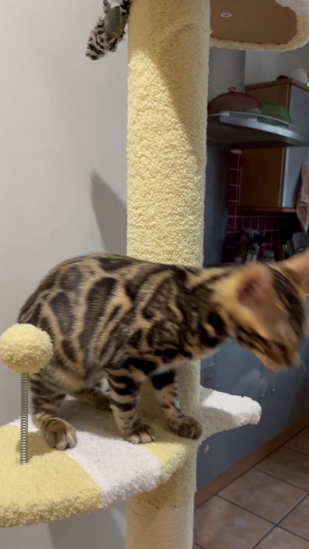 Bengal cats for sale: TICA registered female glitter coat 1year Bengal  - Video 2