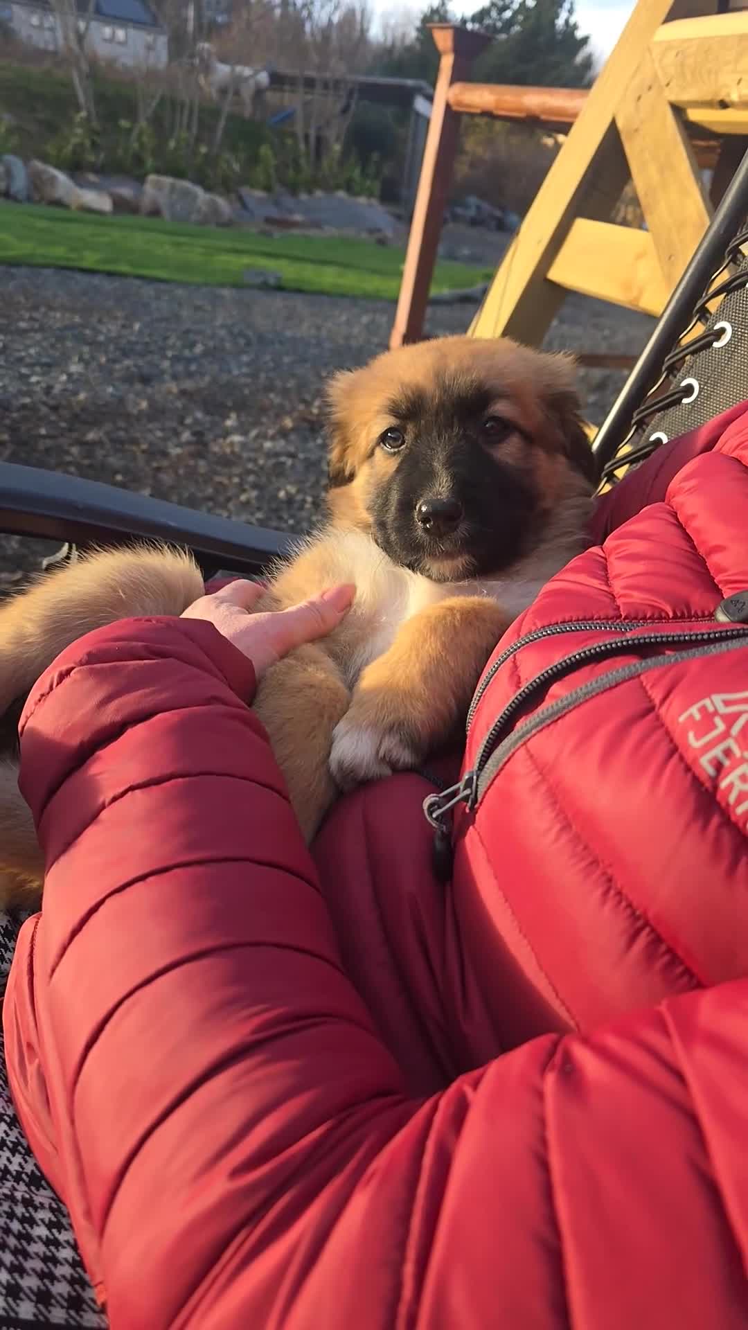 Mixed Breed dogs for sale: Highland Shepherd Puppies!!! - Video 2