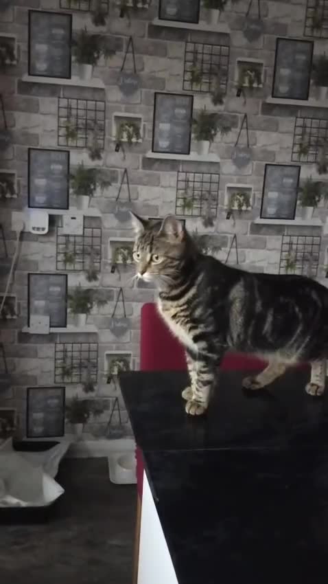 Bengal cats for sale: Zeus Jr and Kathleen - Video 1