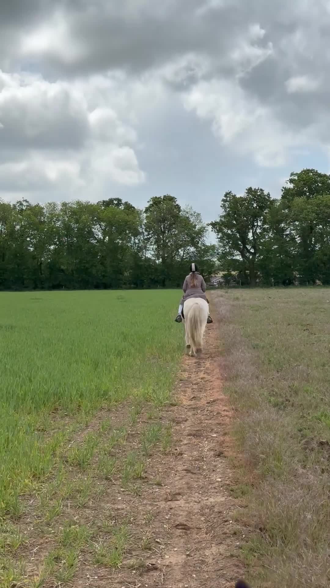 Irish Cob horses for sale: 15.2hh bomb proof hack  - Video 4