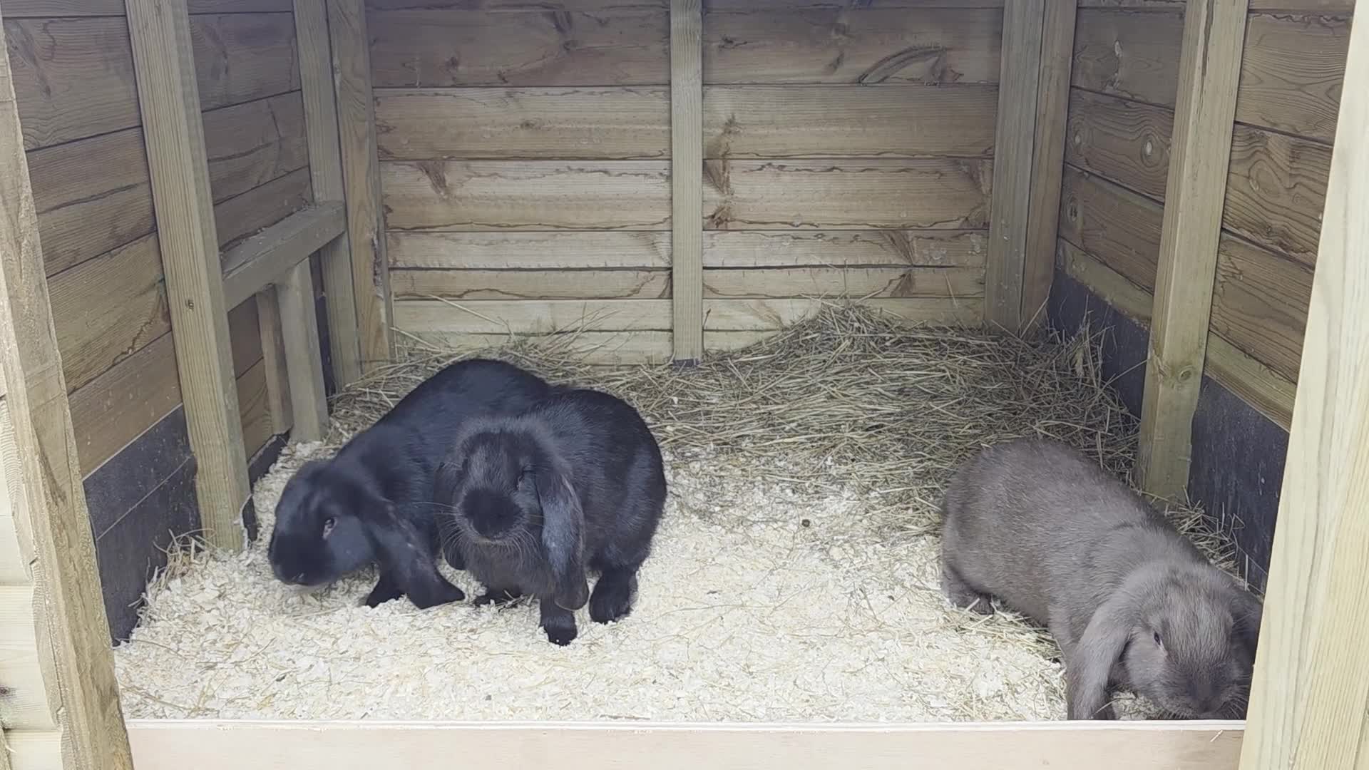 French Lop rabbits for sale: French Lop Rabbits - Video 1